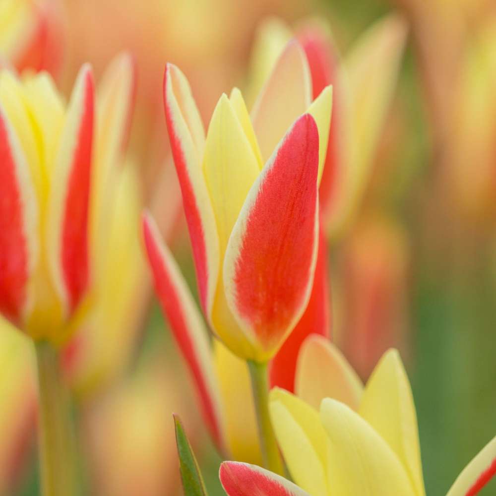 Botanisk Tulpan 'Clusiana Tinka'